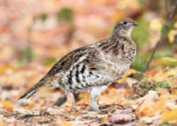 State Symbol: Pennsylvania State Game Bird - Ruffed Grouse