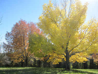 Minnesota Landscape