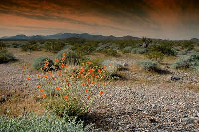 Nevada Landscape