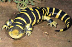 State Symbol: Kansas State Amphibian: Barred Tiger Salamander