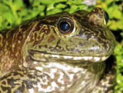 State Symbol: Ohio State Frog: Bullfrog