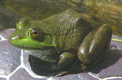 State Symbol: Ohio State Frog: Bullfrog