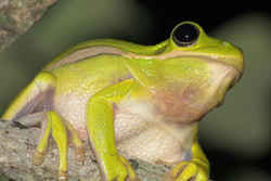 State Symbol: Georgia State Amphibian: Green Tree Frog