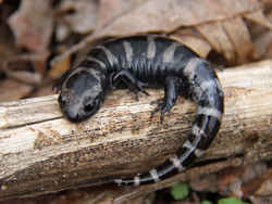 State Symbol: North Carolina State Salamander: Marbled Salamander