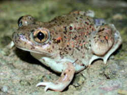 State Symbol: New Mexico State Amphibian: New Mexico Spadefoot Toad