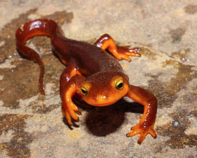 Salamanders & Newts: California Newt - Taricha torosa