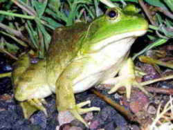 State Symbol: Missouri State Amphibian: North American Bullfrog