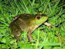 State Symbol: Missouri State Amphibian: North American Bullfrog