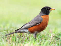 State Symbol: Michigan State Bird: Robin