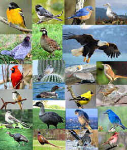 US map : Birds & Flowers