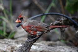 State Symbol: Illinois State Bird - Cardinal