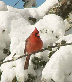 State Symbol: Indiana State Bird - Cardinal