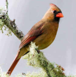State Symbol: Kentucky State Bird: Cardinal - Redbird