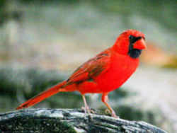 State Symbol: North Carolina State Bird - Cardinal
