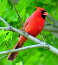 State Symbol: Virginia State Bird - Cardinal