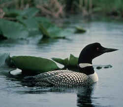 State Symbol: Minnesota State Bird: Common Loon 