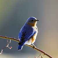 State Symbol: New York State Bird: Eastern Bluebird (Sialia sialis)
