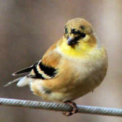 State Symbol: New Jersey State Bird - Eastern Goldfinch