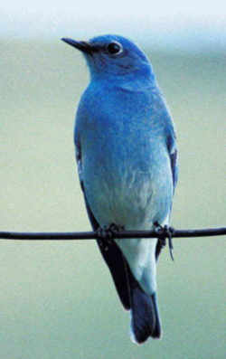 State Symbol: Nevada State Bird - Mountain Bluebird