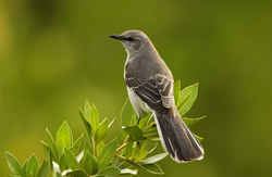State Symbol: Tennessee State Bird - Mockingbird