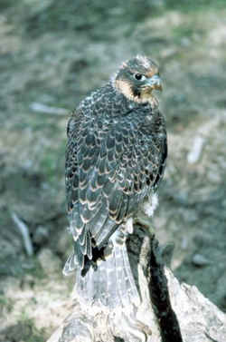 State Symbol: Idaho State Raptor: Peregrine Falcon