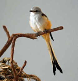 State Symbol: Oklahoma State Bird - Scissor-tailed Flycatcher 