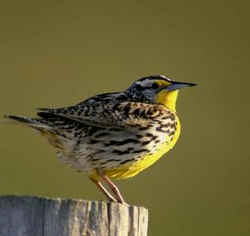 State Symbol: Western Meadowlark (blackbird): Kansas State Bird