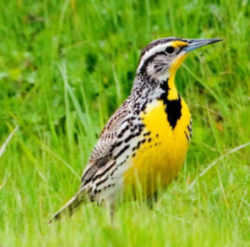 State Symbol: Western Meadowlark (blackbird): Kansas State Bird