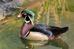State Symbol: Mississippi State Waterfowl - Wood Duck or Carolina Duck