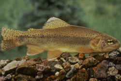 Apache Trout: Arizona State Fish