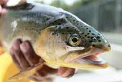 Apache Trout: Arizona State Fish