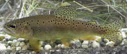 Arizona State Fish: Apache Trout