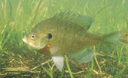 Illinois State Fish - Bluegill 