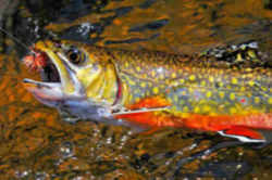 New Hampshire State Freshwater Fish - Brook Trout