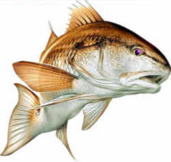North Carolina State Saltwater Fish - Channel Bass (Red Drum)