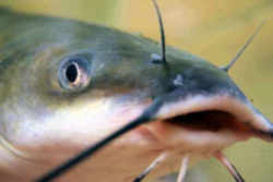 Nebraska Fish - Channel Catfsh