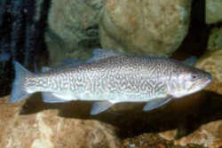 Oregon State Fish - Chinook Salmon