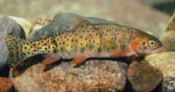 Montana Fish - Blackspotted Cutthroat Trout