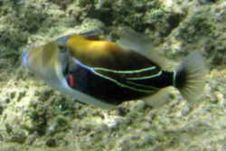 Hawaii State Fish: Hawaiian Trigger Fish