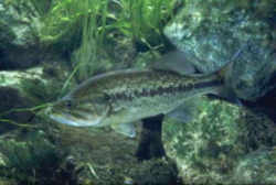 Georgia State Fish - Largemouth Bass