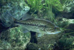 Tennessee State Sport Fish - Largemouth Bass