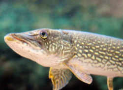 North Dakota State Fish - Northern Pike