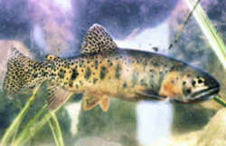 New Mexico State Fish - Rio Grande Cuttthroat Trout