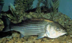 South Carolina State Fish - Striped Bass