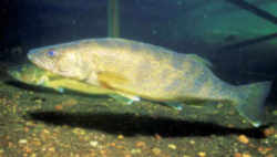 Minnesota State Fish - Walleye Pike