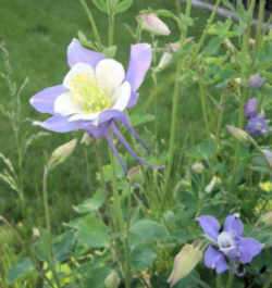 Colorado Flower - White & Lavender Columbine