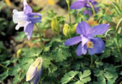 Colorado Flower - White & Lavender Columbine