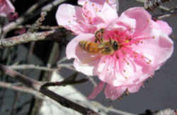 Delaware State Flower - Peach Blossom