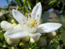 Florida State Flower - Orange Blossom