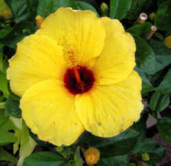 Hawaii State Flower - Native Yellow Hibiscus
